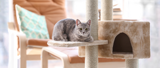 The Purrfect Guide to Choosing the Best Cat Scratcher