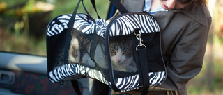 Ensuring Pet Safety: The Crucial Role of a Pet Carrier