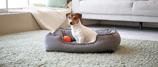 Why a Pet Bed Makes the Perfect Resting Place