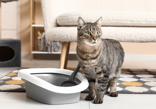 Cat Litter Boxes