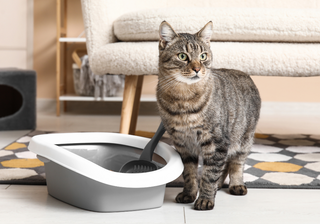 Cat Litter Box & Trays