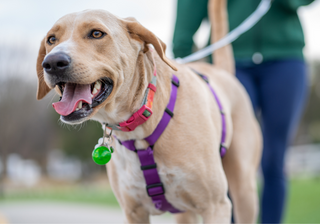 Pet Leashes