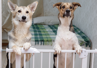 Pet Playpens & Gates