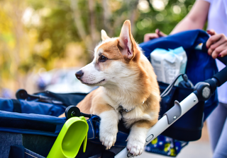 Pet Strollers