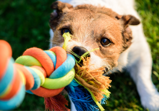 Dog Toys